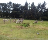 Imagen Área de Recreación El Bolich